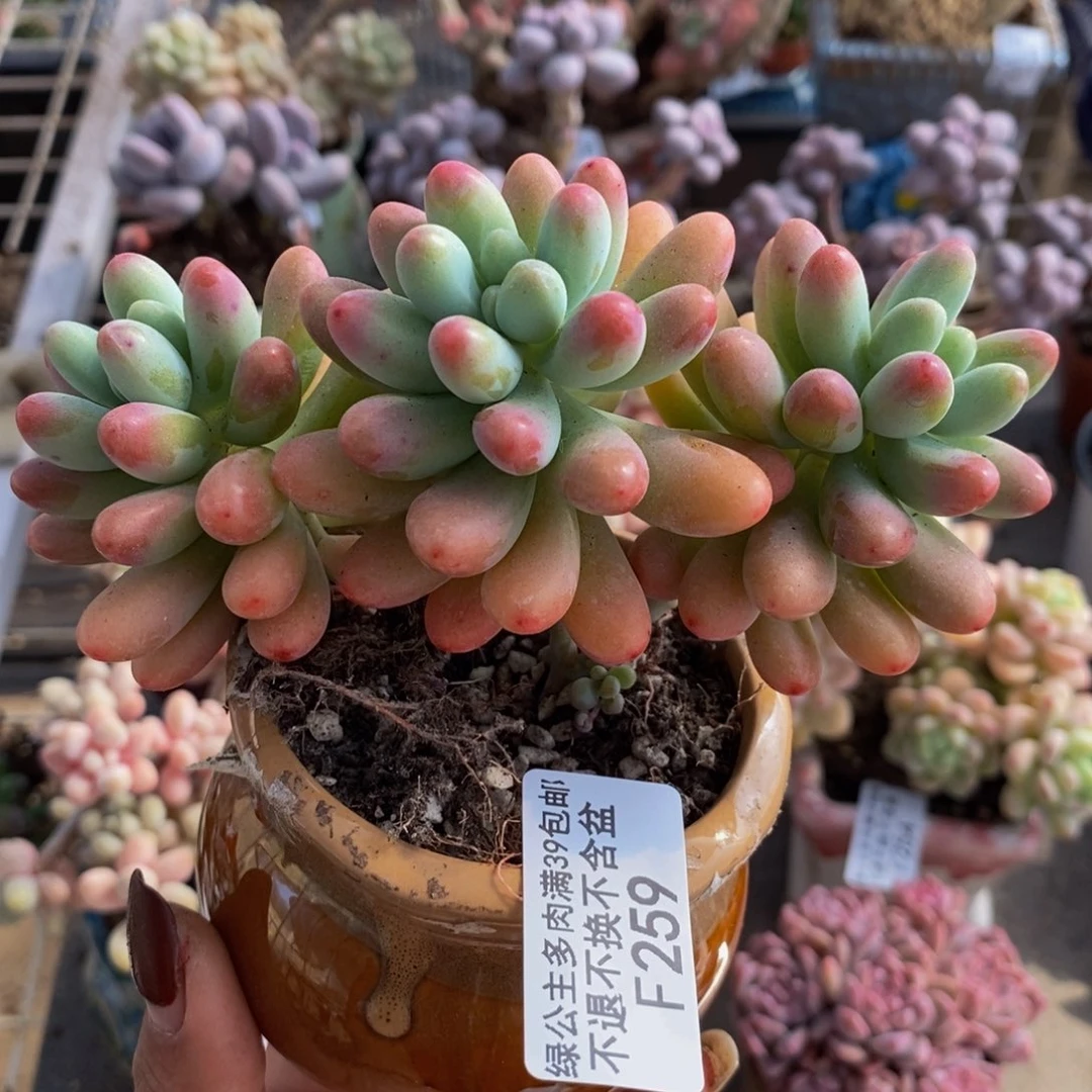 派大星259/9cm多肉