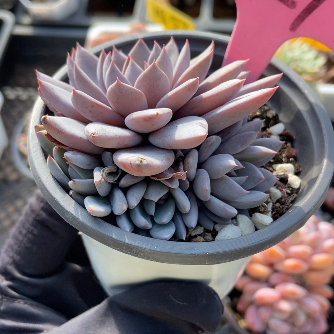 929轻轨多肉植物多肉