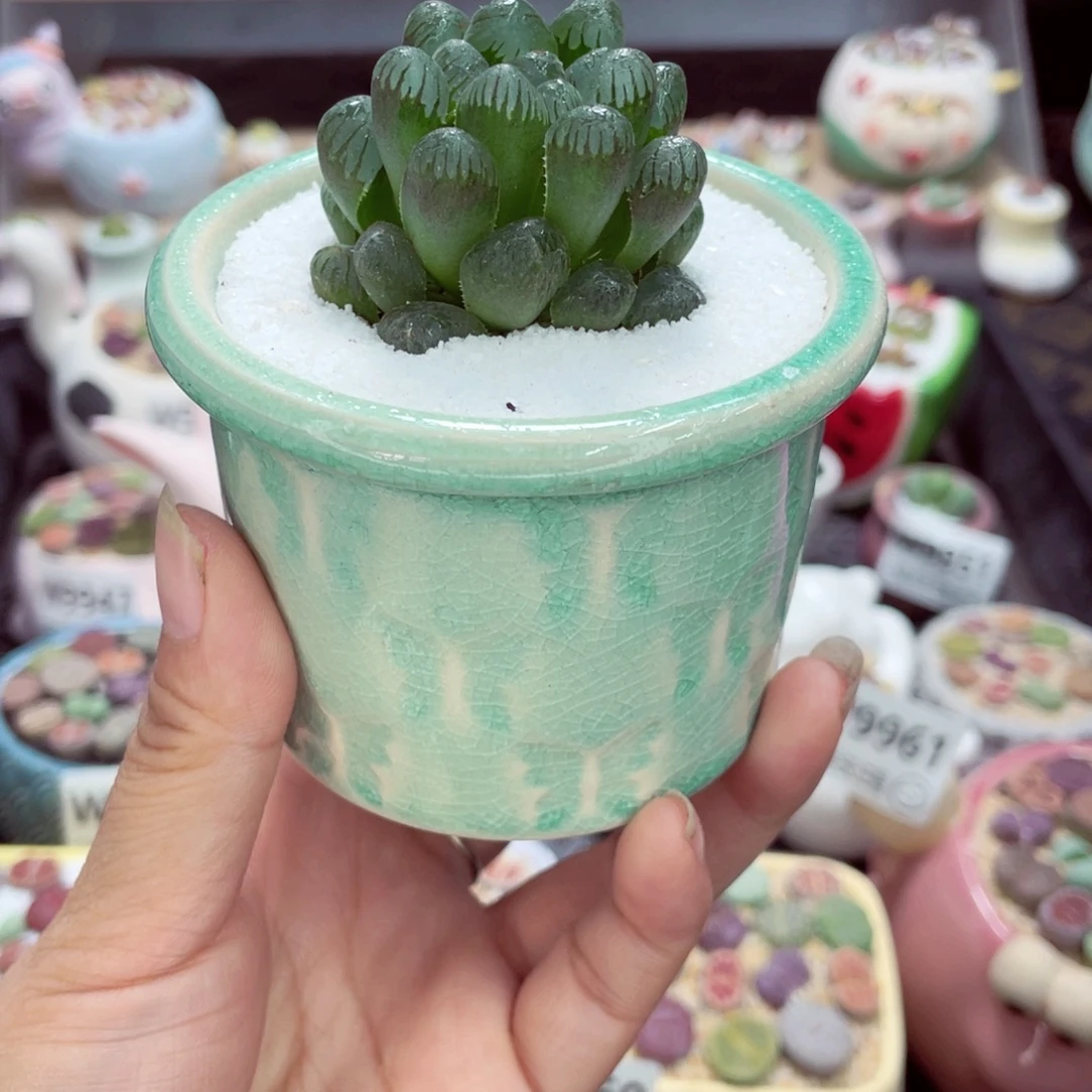 w9966 带盆土发货一物一拍