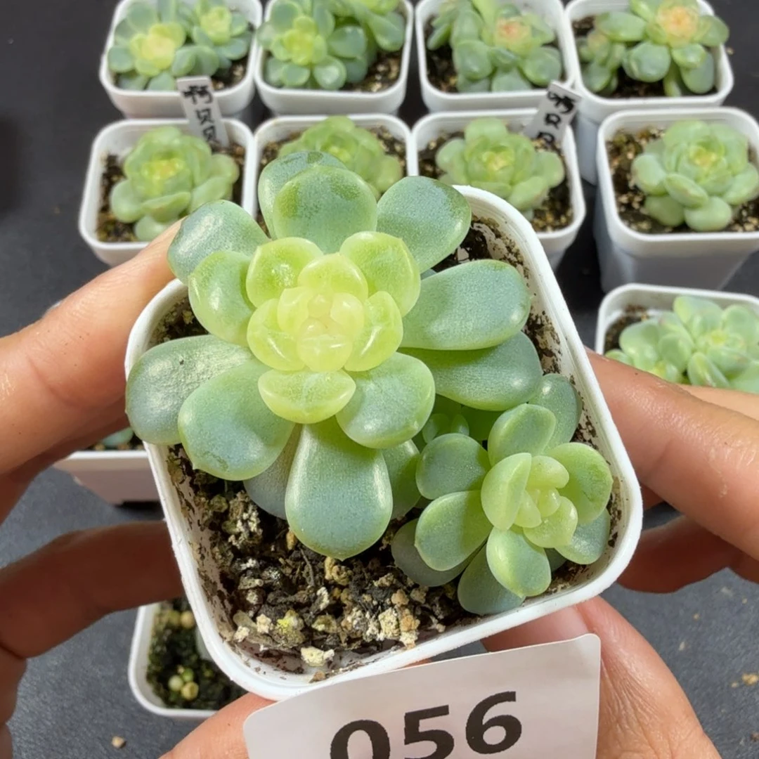 无尽灯两头带仔056