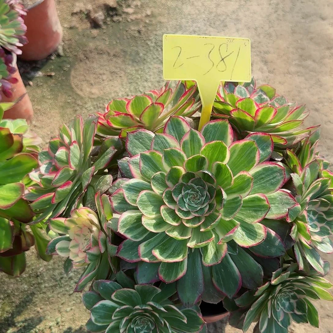 2-381---多头多肉植物