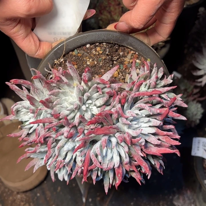 092哈哈哈哈哈哈哈哈哈多肉