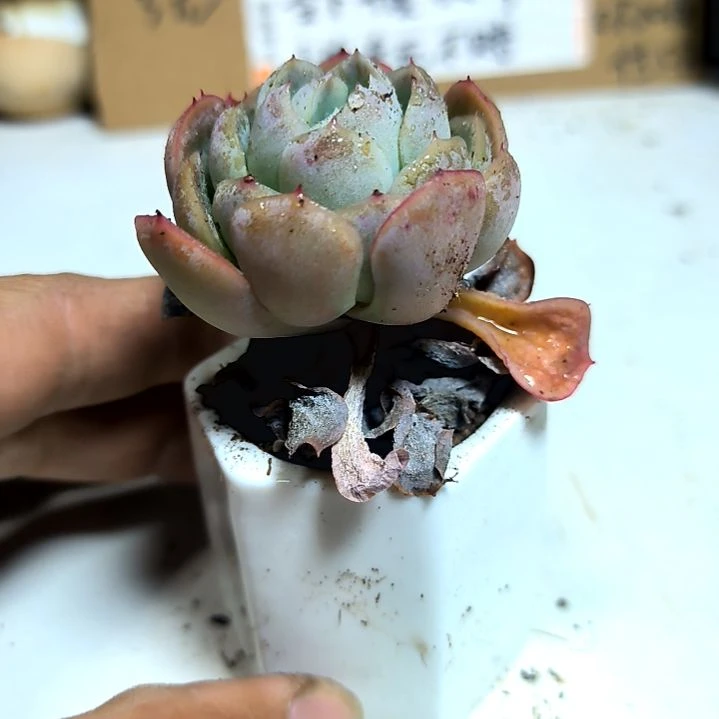 满6元包邮，贝瑞俩颗