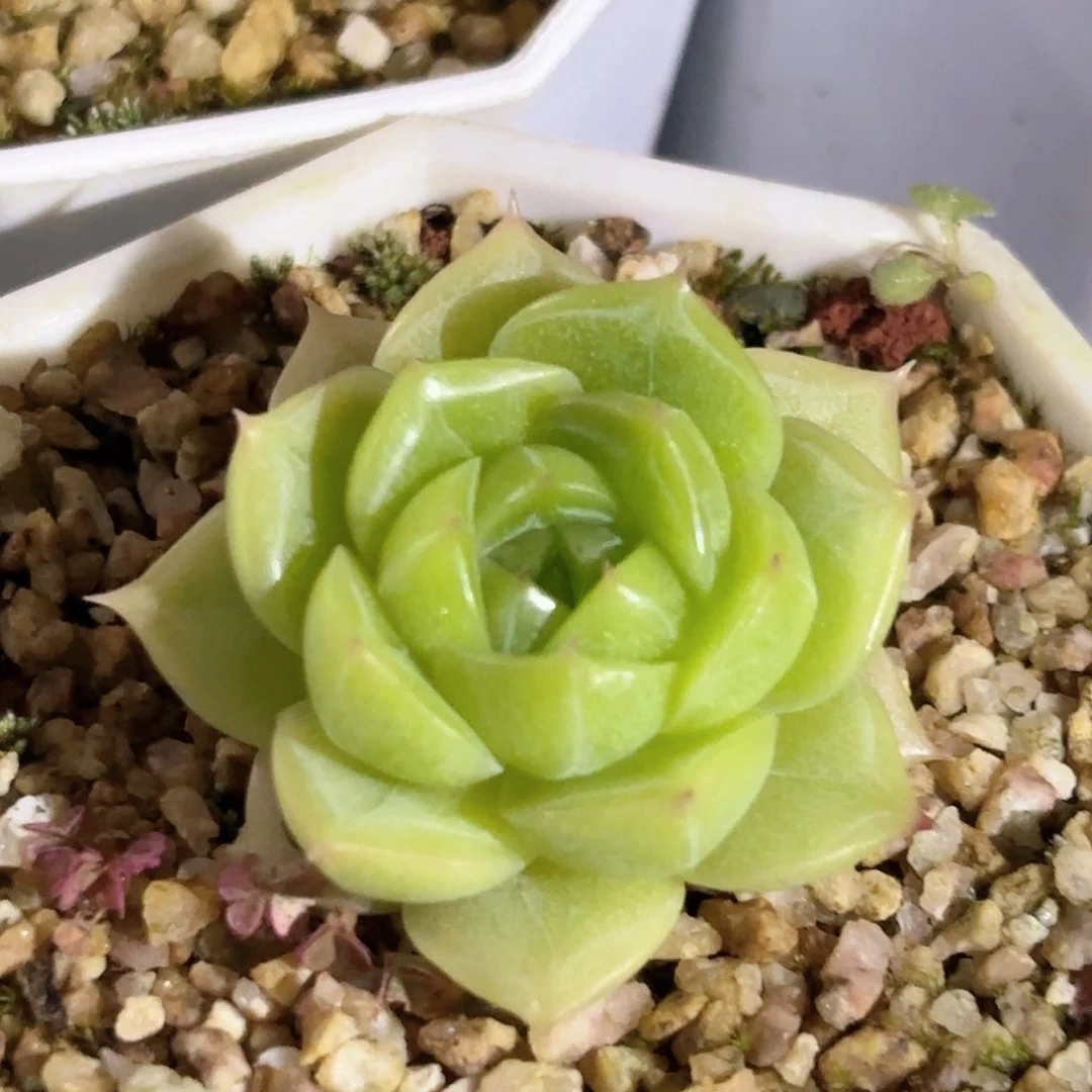 117 新疆西藏内蒙不发货