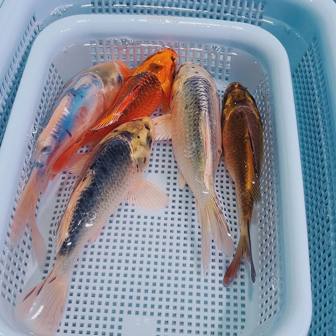 锦鲤锦鲤冷水鱼观赏116