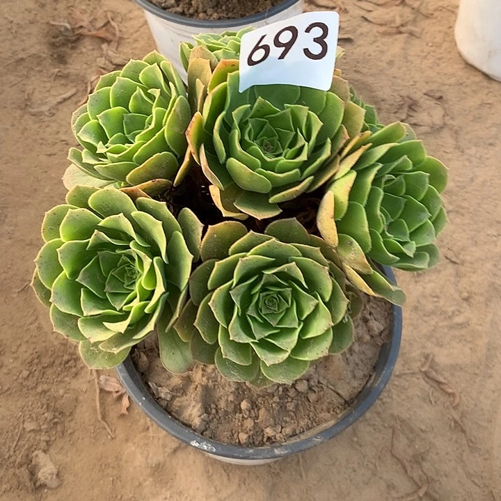 无花朵693绿杨蓉北头