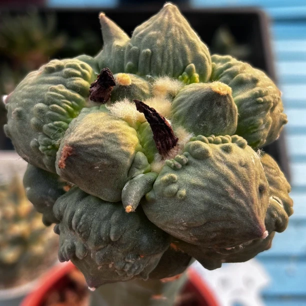 园艺仙人球/牡丹/蛋尤怒/c789