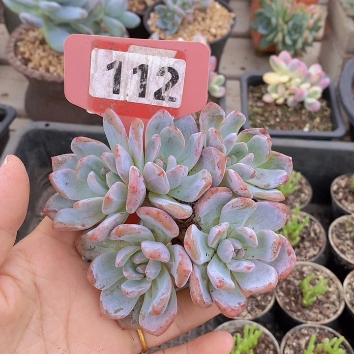 112号石榴紫飘枝一颗