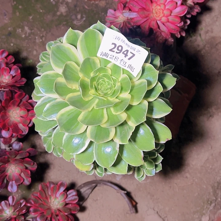 丫****单2947绿玫瑰多肉植物老桩