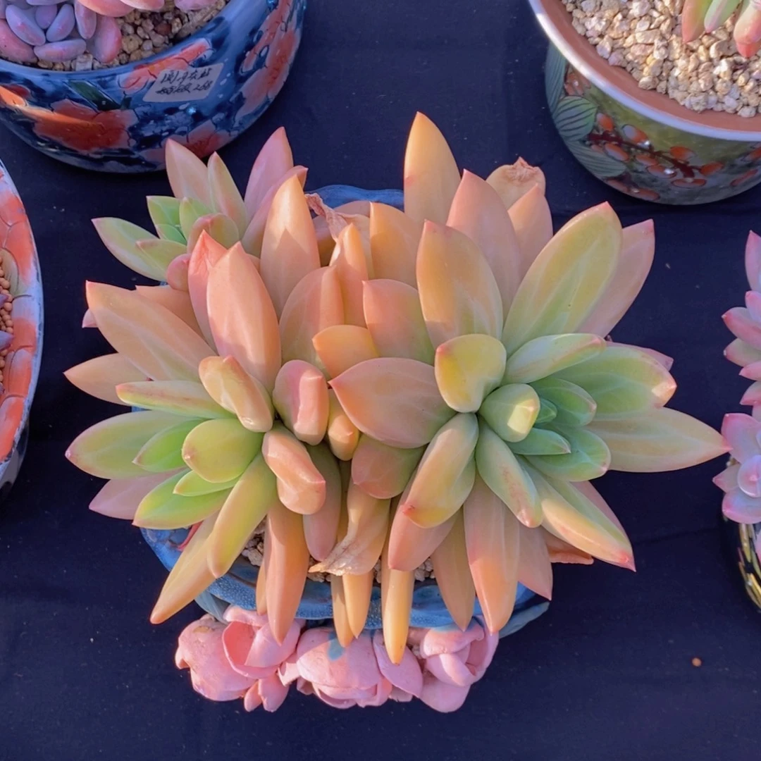 祝***好海洋之歌 一物一拍