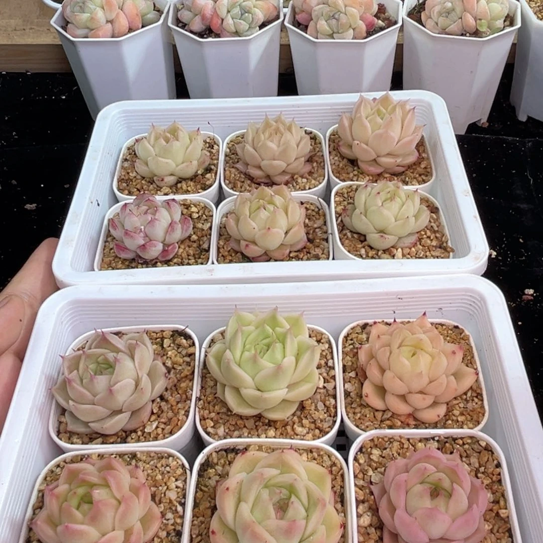 如图品质12颗盆口5.5厘米 新疆西藏内蒙不发货