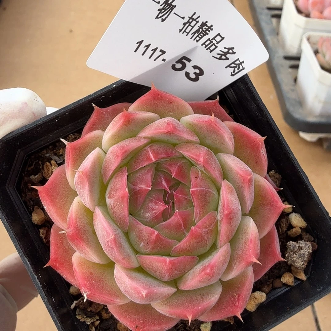 1117-53单颗多肉组合（一物一拍）