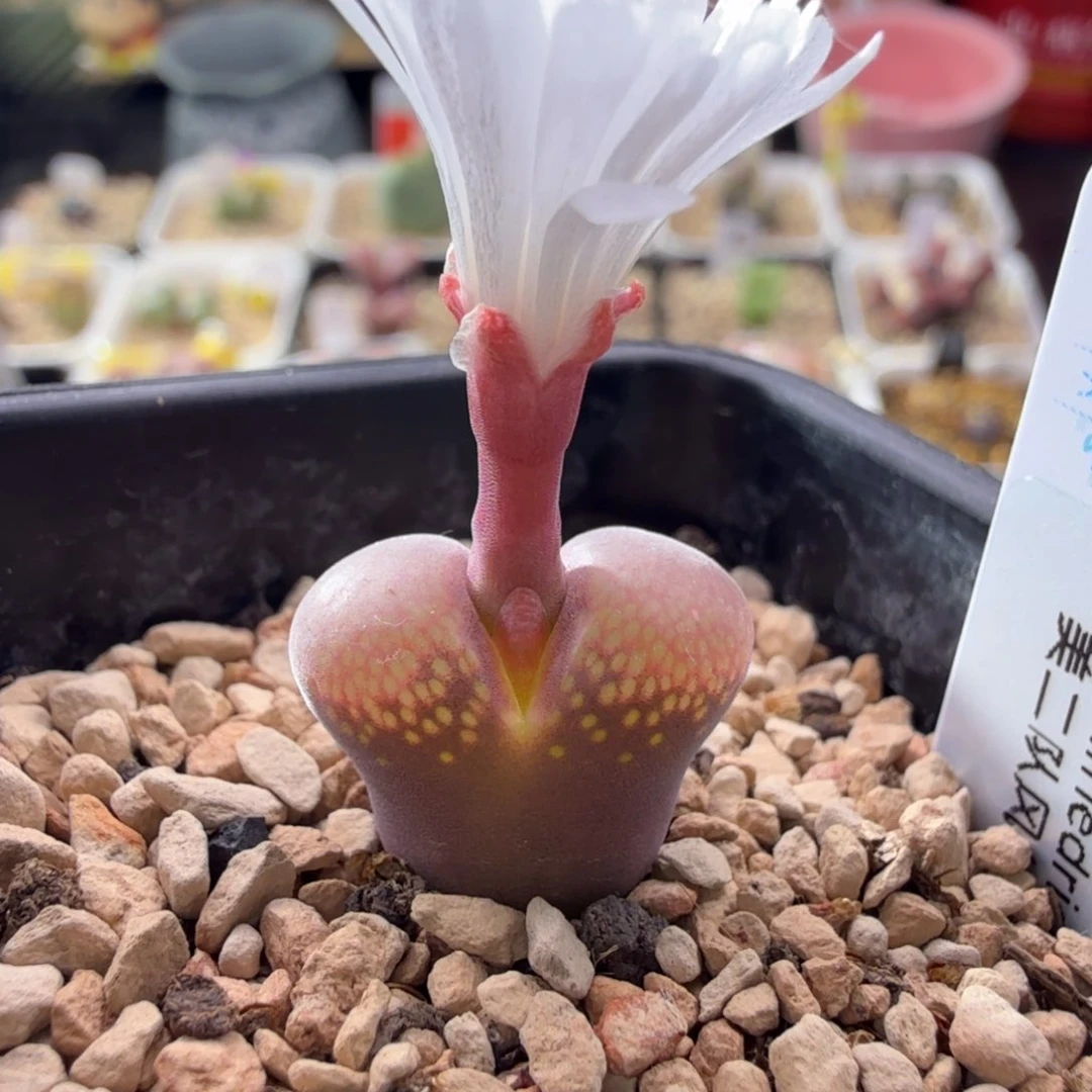 11-5-c4 美二队 日本风铃玉