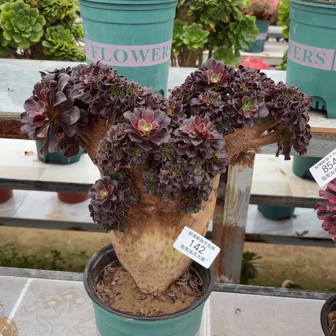 142欧紫缀化多肉植物