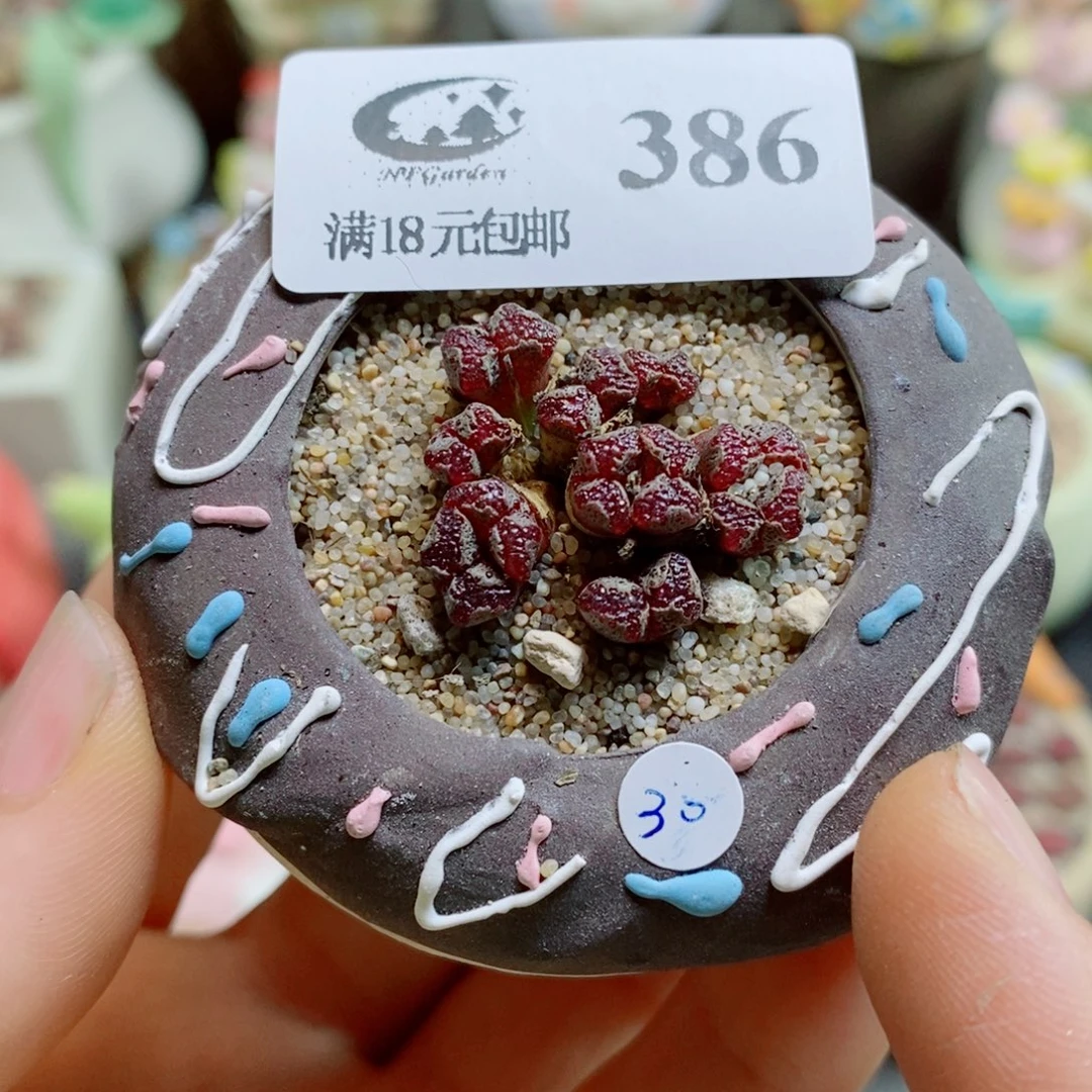 生石花花花哈哈哈哈哈哈386
