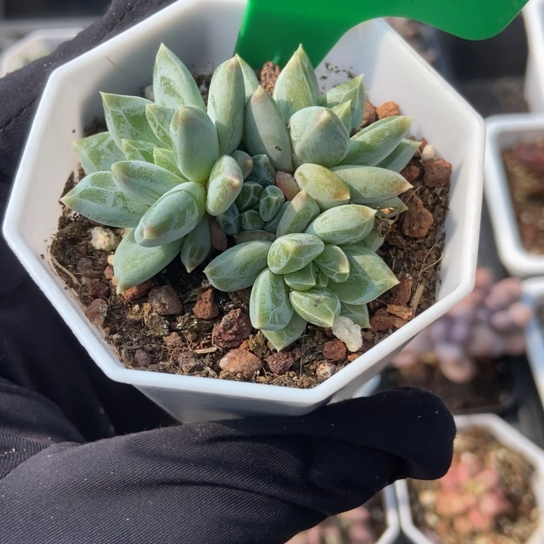 936伊丽莎白多肉植物保护