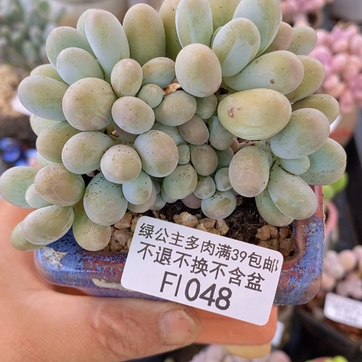 香水手指奶9cm1048多肉植物