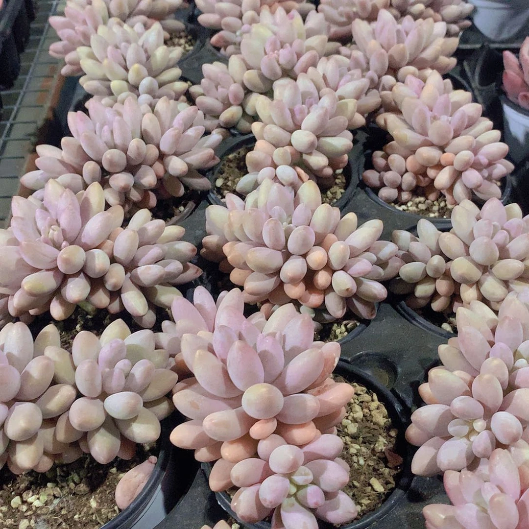 汤圆朵朵2345678999999000