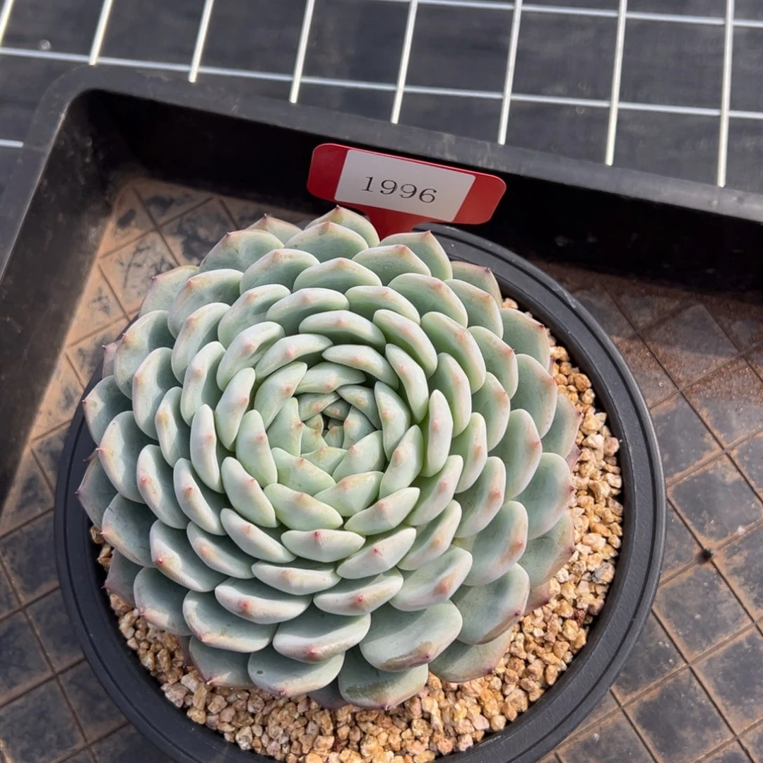 杰*1996肉多哦哟多哦多哦