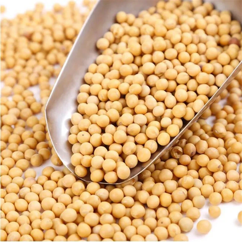 农家黄豆（老品种）