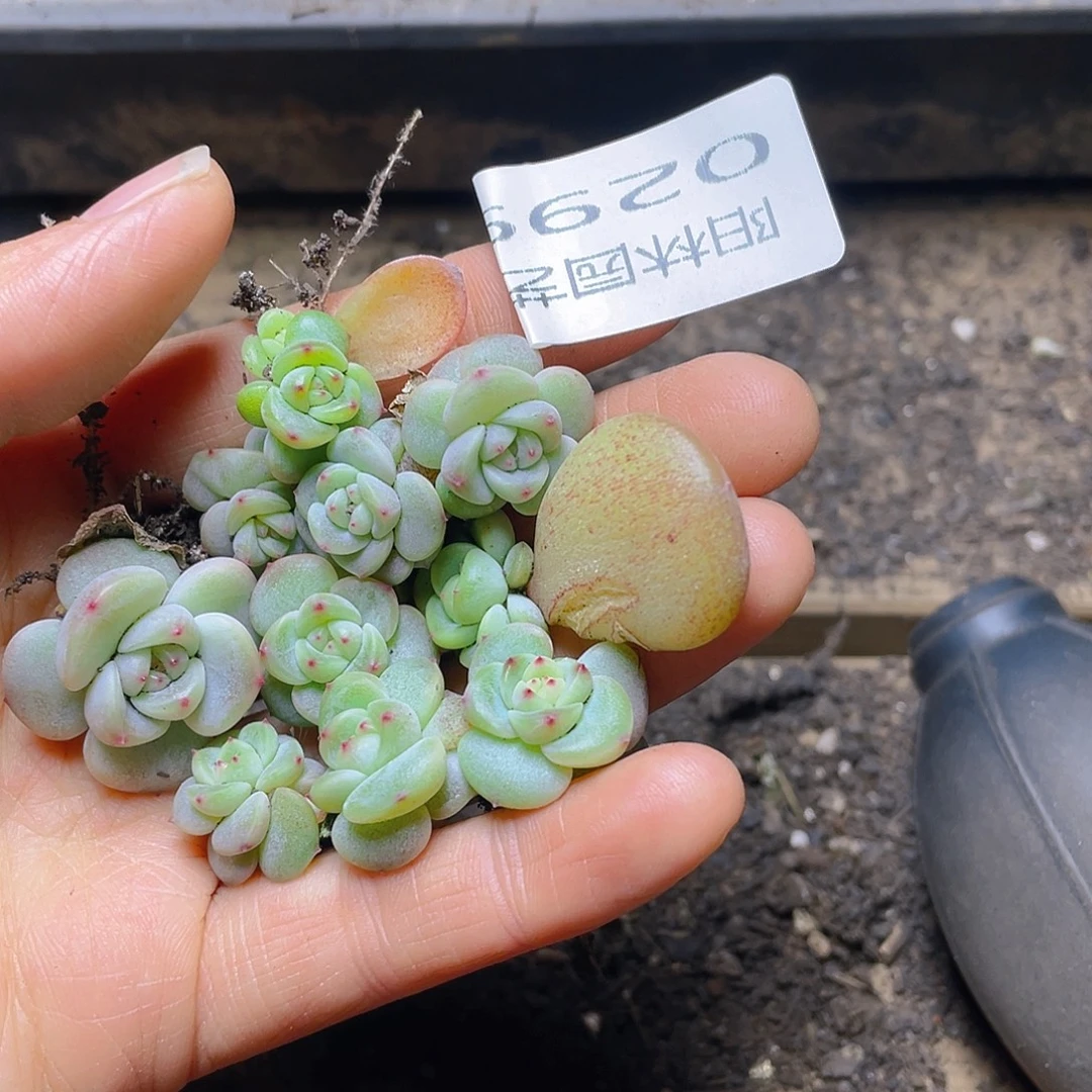 多肉植物多肉植物299