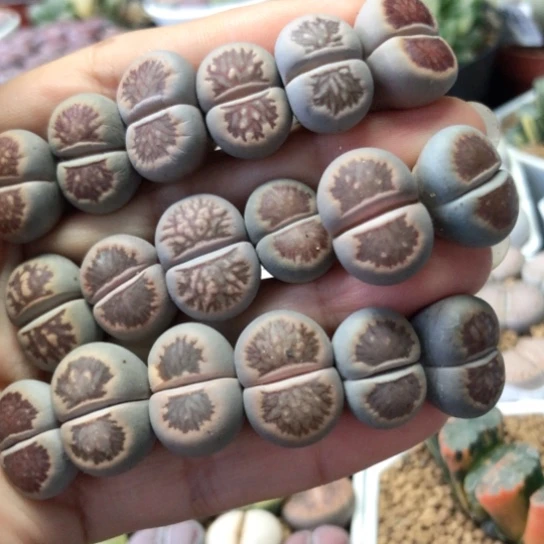 1558，1.6厘米左右老皮老疤菊18棵