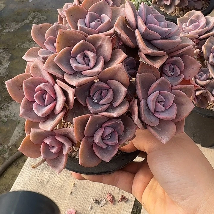 彩虹糖多肉植物的