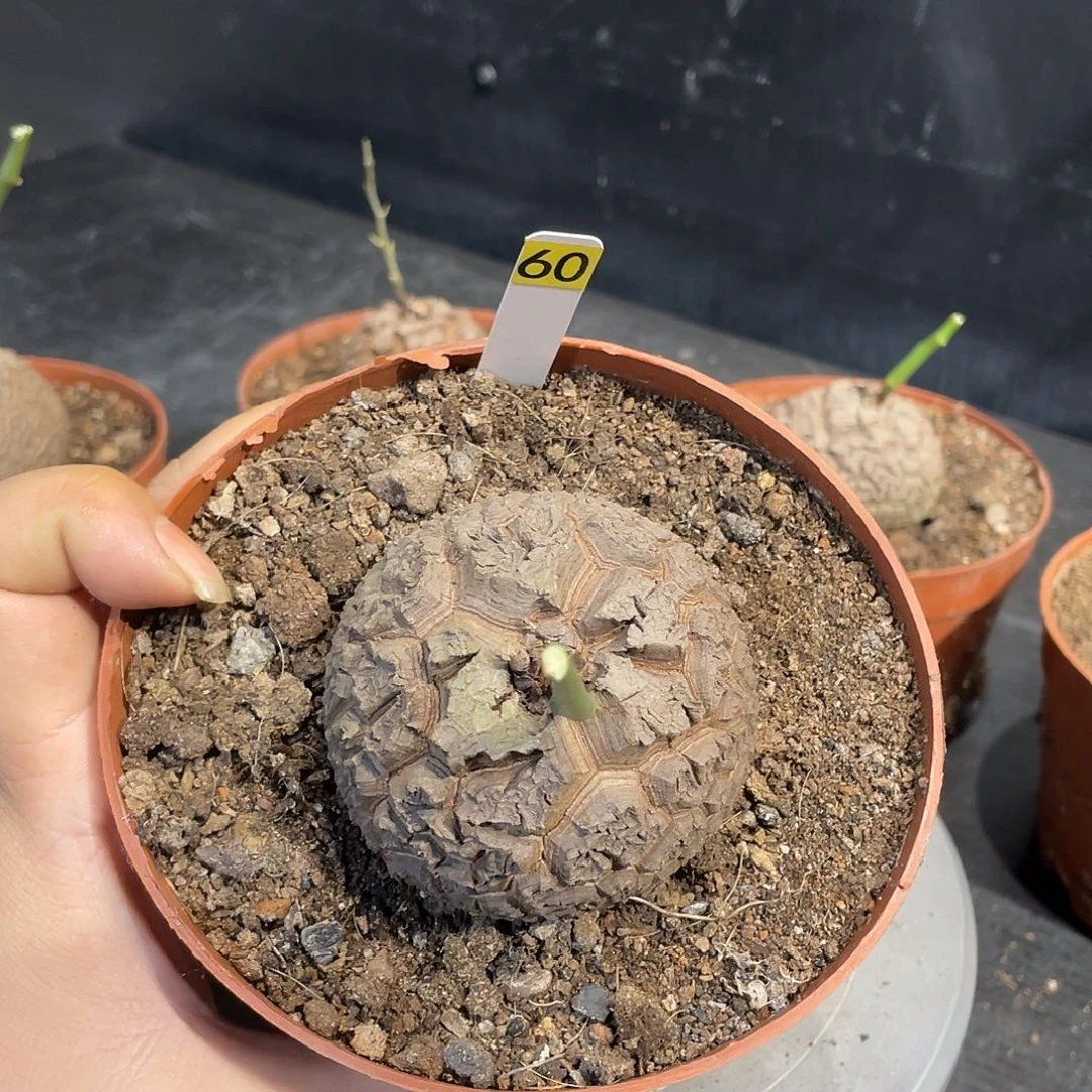 龟甲龙60号不退换