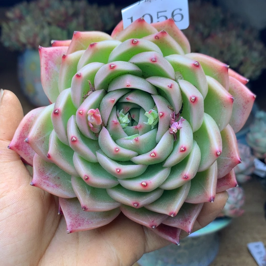 乔*板1056杂交精品基地9厘米