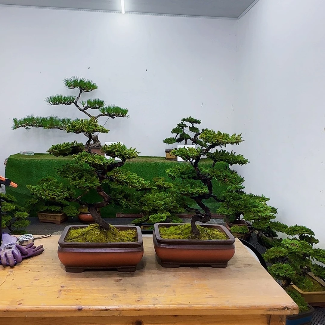 固****车盆景盆景盆景盆景