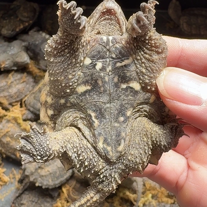 绿毛龟母111111111