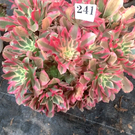 多肉植物女巫241