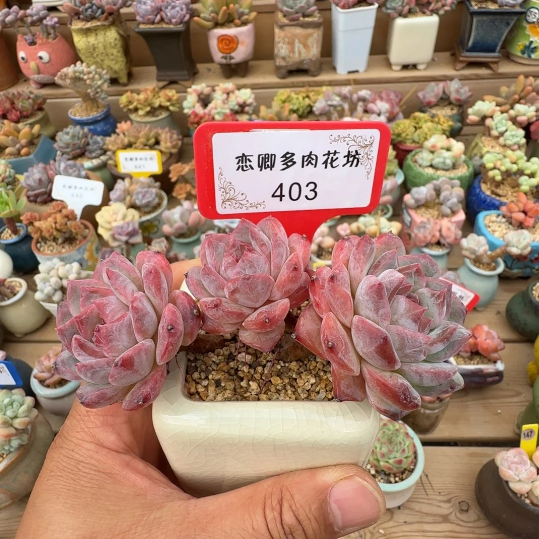 咸***头403号冰糖水晶老桩无砍带盆土