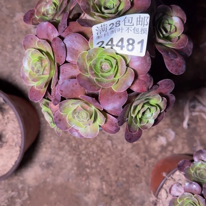 24481魅金玫瑰多肉植物