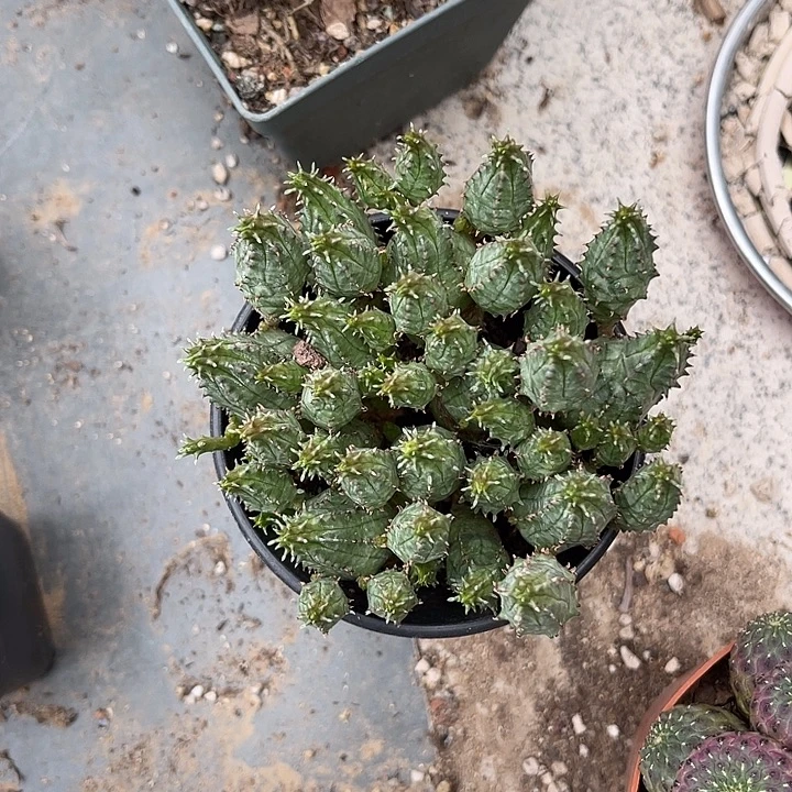 无花朵布纹球大群一物一拍