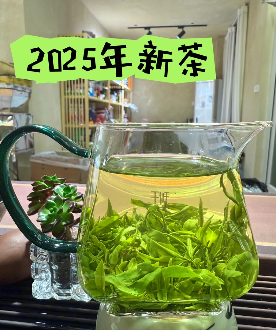【日照绿茶2025新茶】日照新茶春茶浓香板栗香春茶