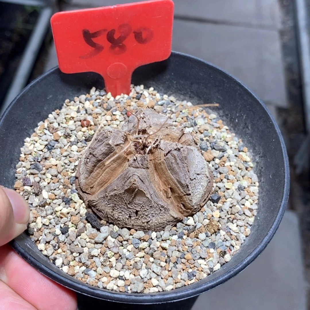 龟甲龙多肉植物一个