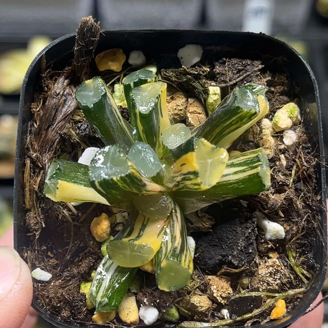 273三头玉龙万象锦