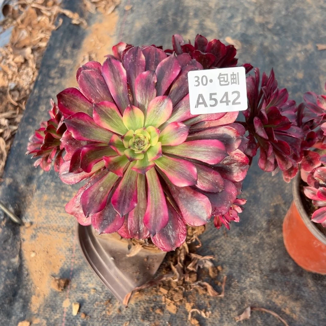 542 多肉法师不包侧枝