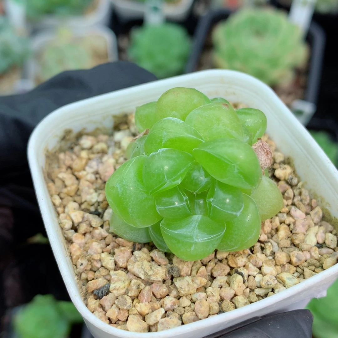 58包邮  群生不包整珍妮65