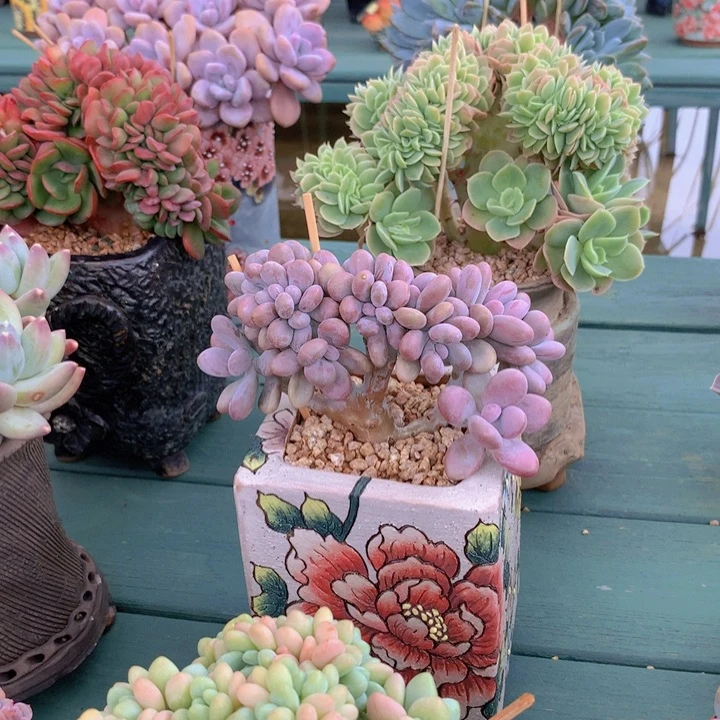 桃蛋小树无砍老庄