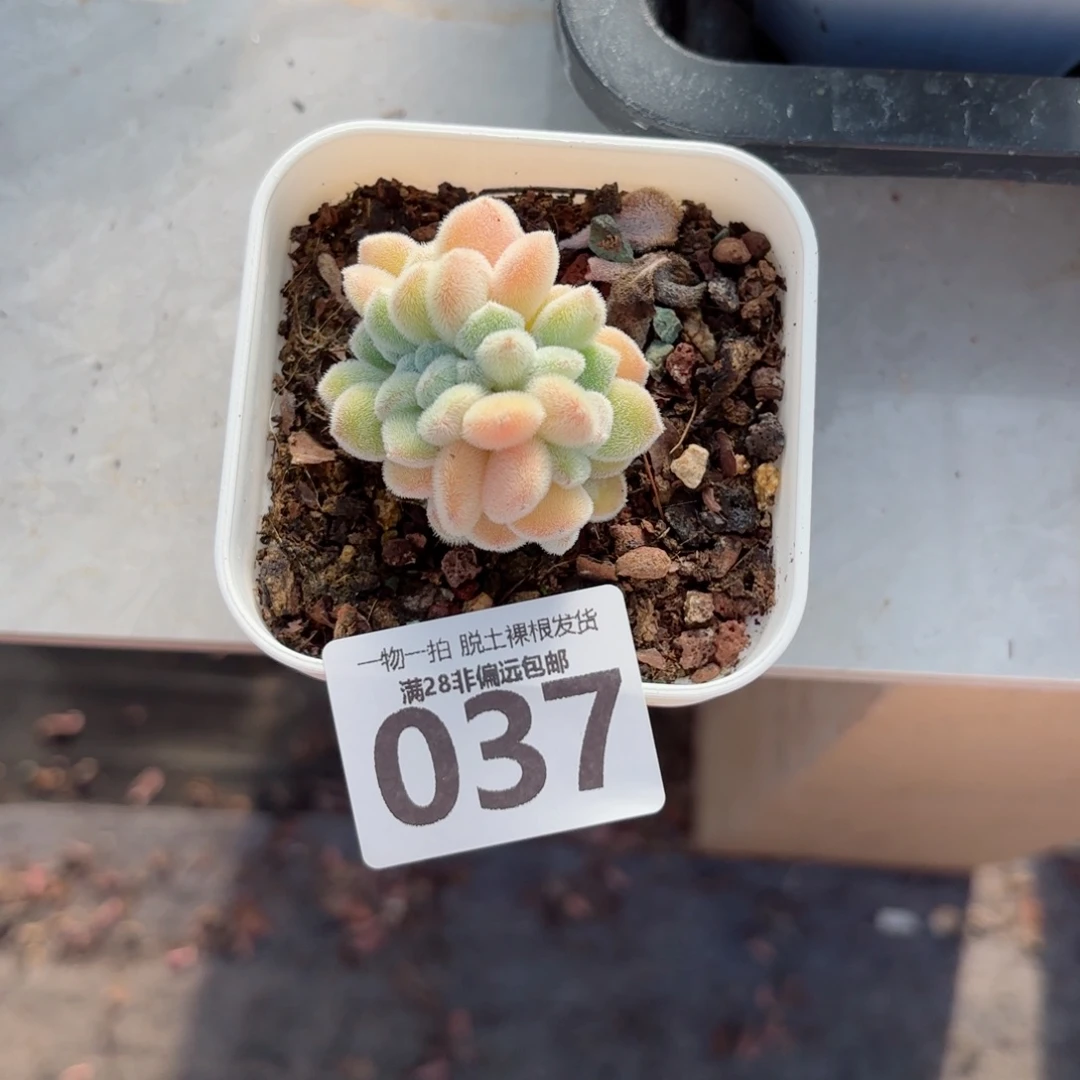 雪晃星无盆土发货