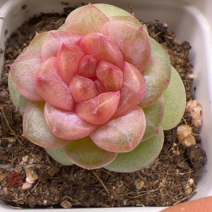 一物一拍，尺寸不大