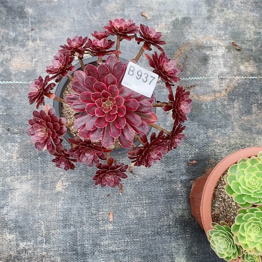 黑天鹅937多肉11111