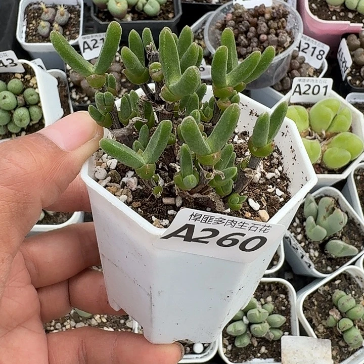 260多肉植物多肉植物