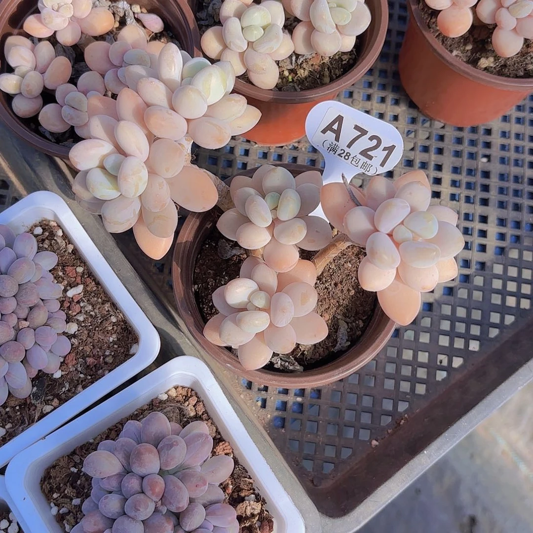 A721洛神一物一拍