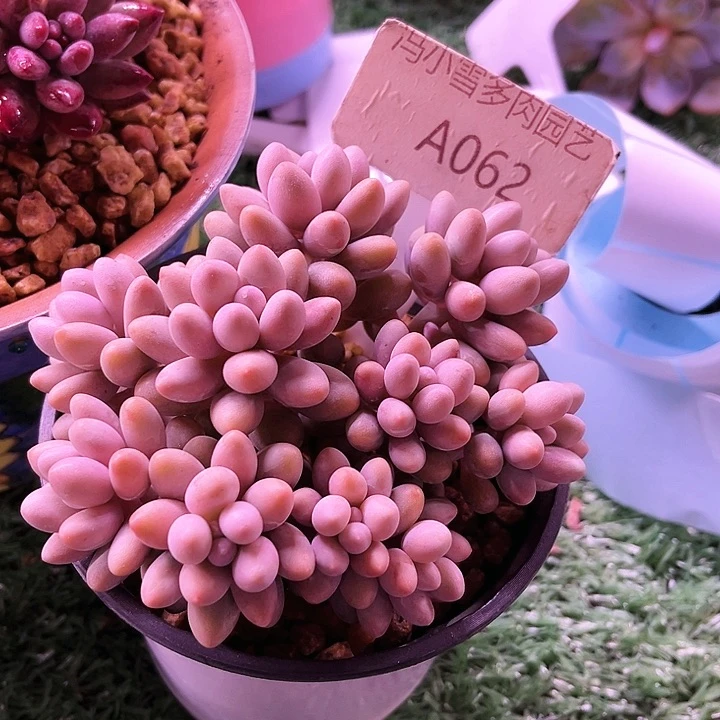 我是第一百个为妖刀应援的阴阳