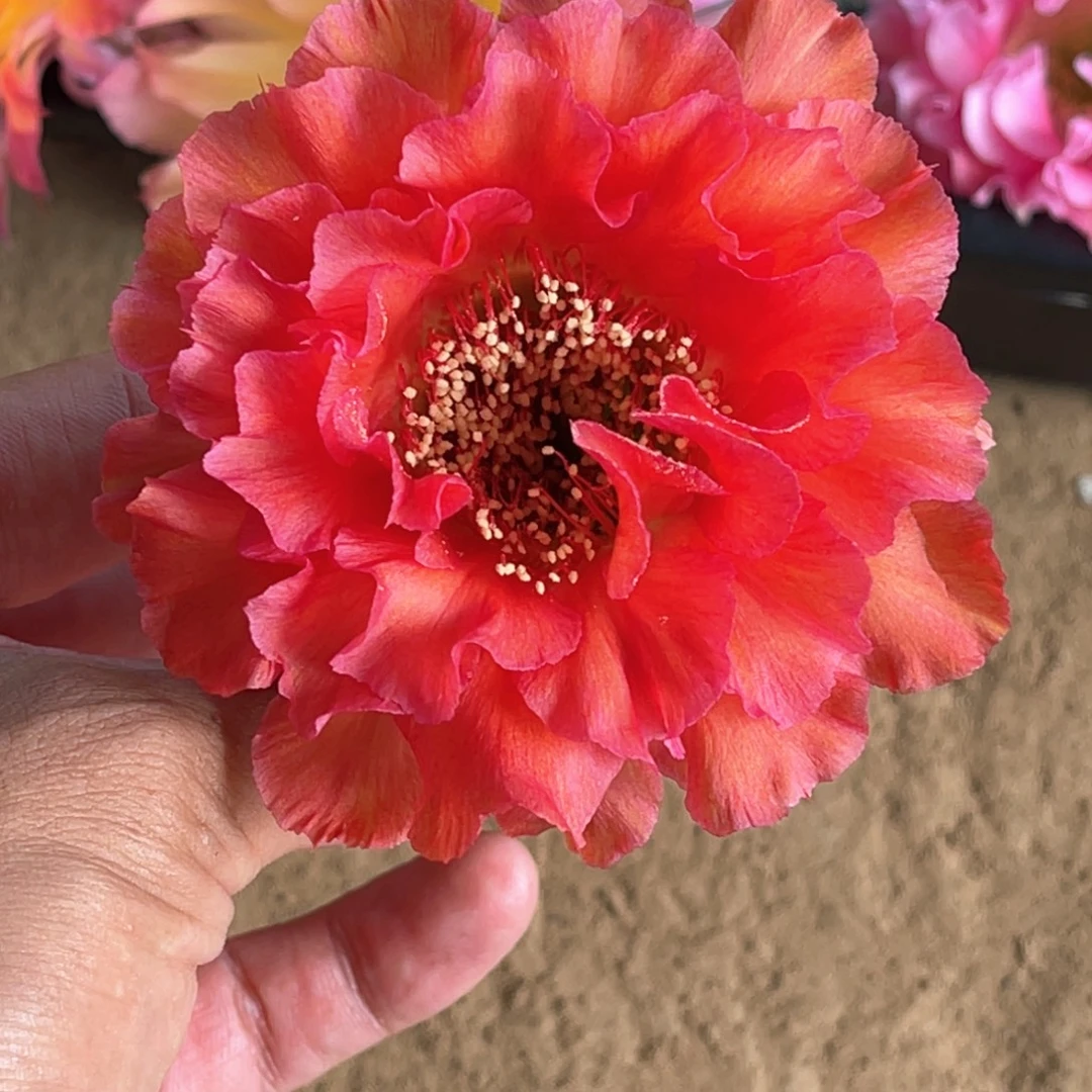 彩CC278侧芽 歪 满20包邮4公分
