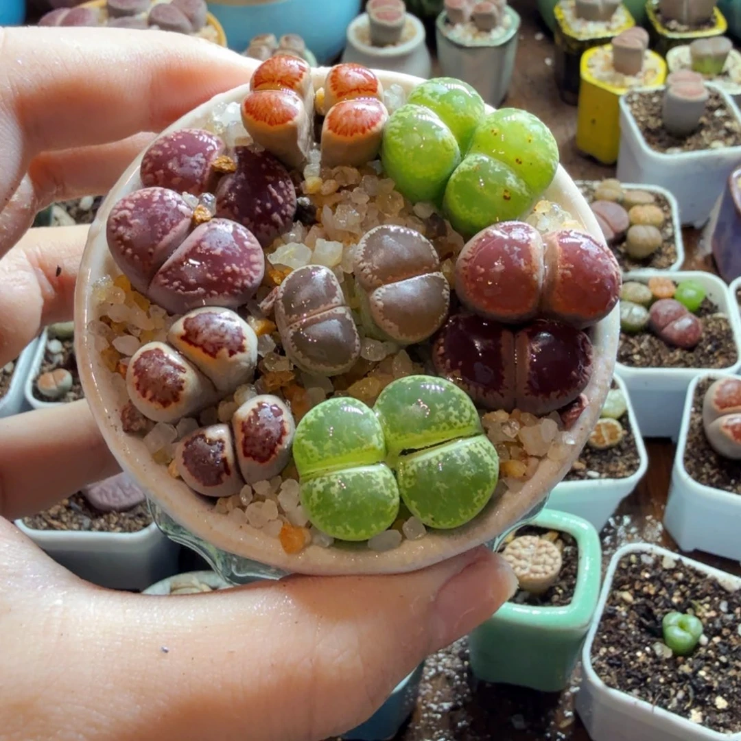 X***R多肉葡萄的味道真的很好227