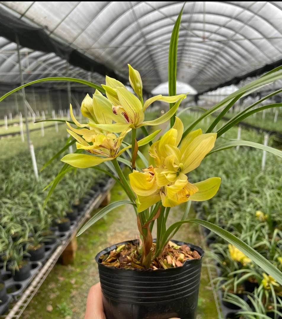 春兰-黄金牡丹 浓香室内绿植花卉盆栽自然棚养殖兰花